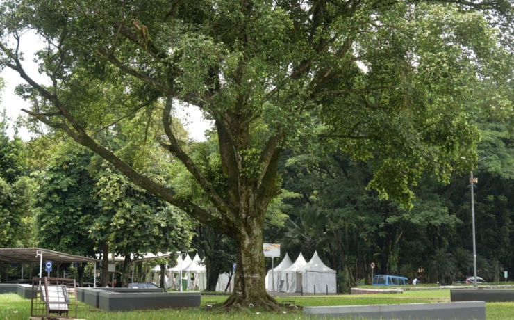 bg pohon ficus